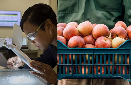 A collage of two pictures. One shows an employee looking through a magnifying glass inspecting something. The other one shows a plastic basket full of apples