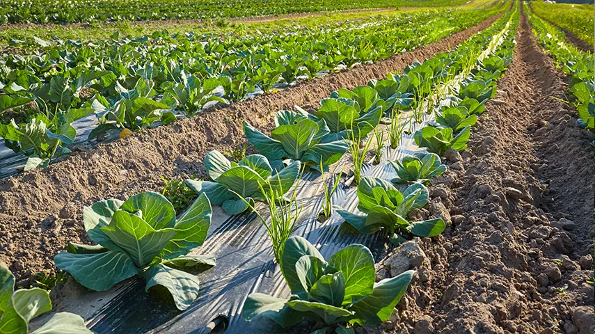 The image depicts two fields with different types of crops. In the foreground, we see a large field bordered by soil to either side, filled with broccoli plants of various sizes; some are more advanced than others in terms of growth and blooming.